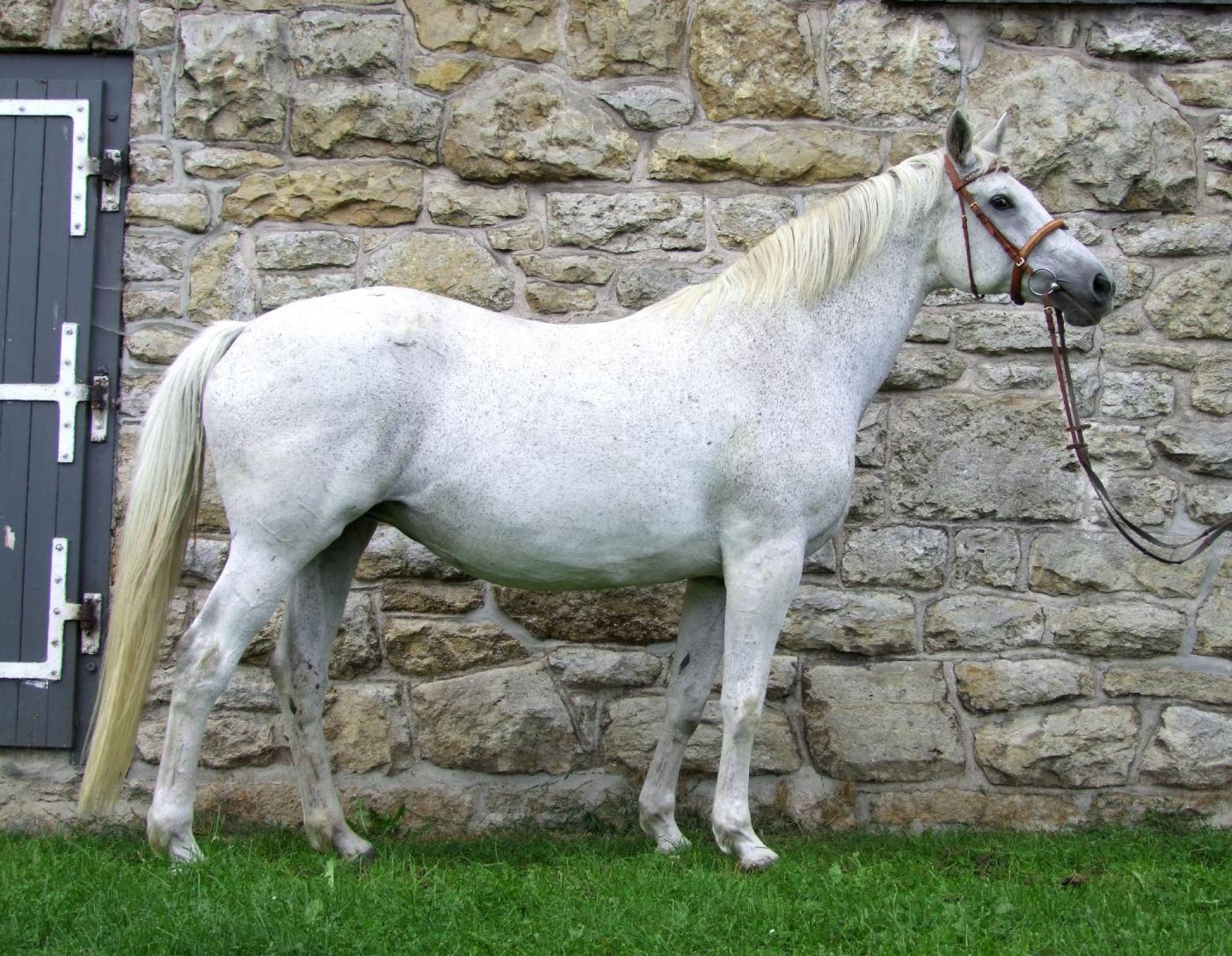 Donauwelle III