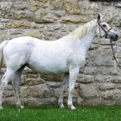 Donauwelle III