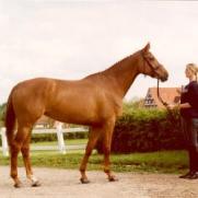Altefelds Lieberose