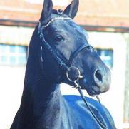 Trakehner Bundessieger 2002