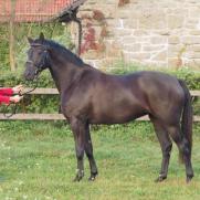 Altefelds Ravenna