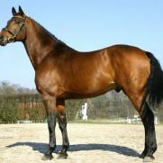 Grosser Preis von Hessen 2005