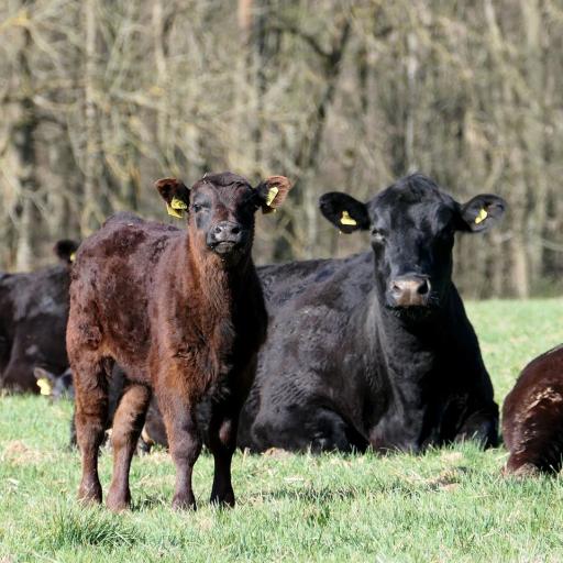 Weideauftrieb der Altefelder Angusherde an Ostern